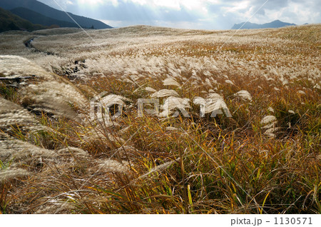 晩秋のススキ野 晩秋のススキ野 1130571