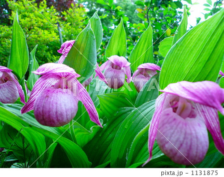 アツモリソウ 1131875