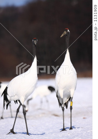 タンチョウ 1131909