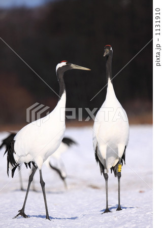 タンチョウ 1131910