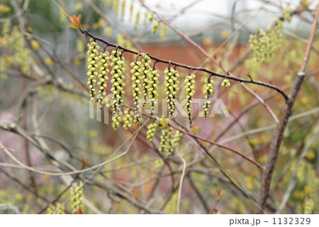 キブシの花 キブシの花 1132329