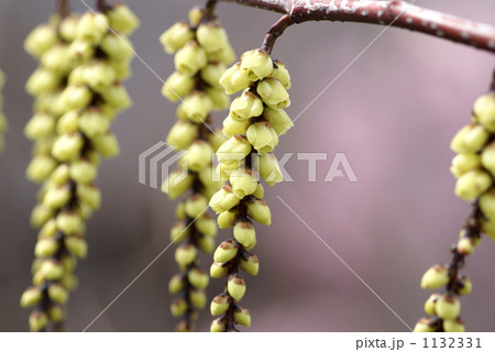 キブシの花 キブシの花 1132331