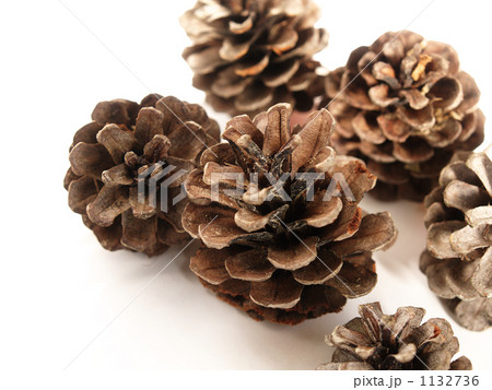 松ぼっくりゴロゴロ（アップ） 1132736