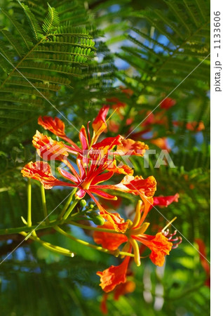 ホウオウボク 1133606