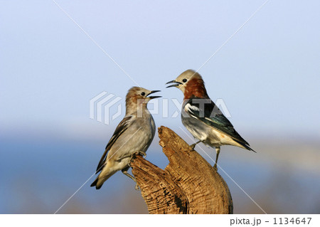 こむくどり こむくどり 1134647