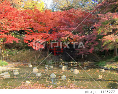 小石川後楽園の紅葉（11月）東京都文京区 1135277