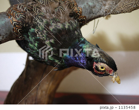 はく製のキジの顔アップ 1135458