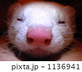 フェレット 1136941