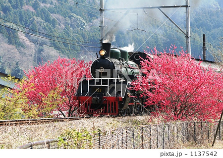 大井川鉄道SLの春 大井川鉄道SLの春 1137542