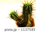 サボテン(小物) 1137585