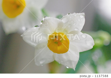 水仙の花 水仙の花 1137588