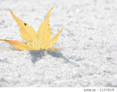 新雪とモミジ 1137619