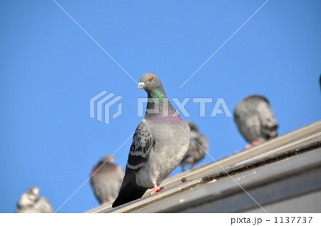 屋根の上の鳩が見つめる 1137737