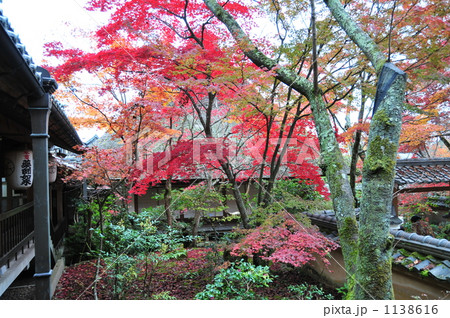 勝持寺の紅葉 勝持寺の紅葉 1138616