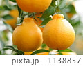 デコポン 1138857