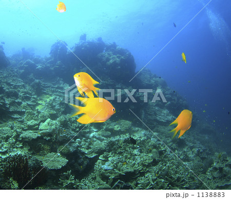 スミラン諸島のヤマブキススメダイ 1138883