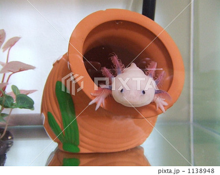 土管から顔を出すウーパールーパーの写真素材