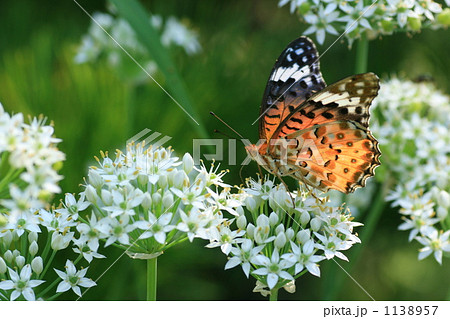 白い花とオレンジの蝶々 白い花とオレンジの蝶々 1138957