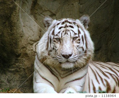 ホワイトタイガー　white tiger 1138964