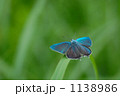 ジョウザンミドリシジミ 1138986