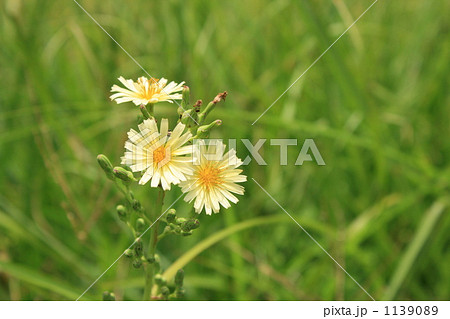 アキノノゲシ アキノノゲシ 1139089