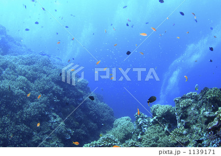 珊瑚礁とキンギョハナダイ 珊瑚礁とキンギョハナダイ 1139171
