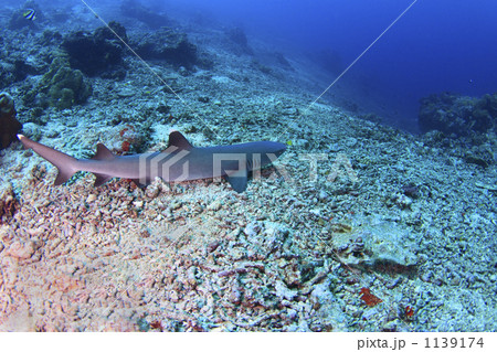 シパダン島のホワイトチップシャーク 1139174