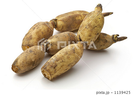 れんこん 1139425