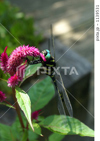 オニヤンマ 1139531