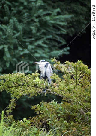 木の上のアオサギ 1139532