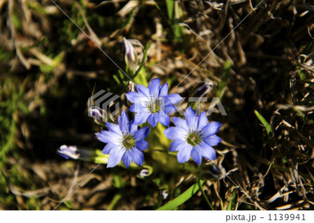 ハルリンドウ 1139941