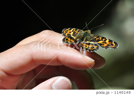 指の上で休憩する蝶は警戒心がゼロでした。　可愛らしいです。　 1140149