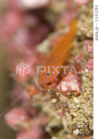 オキナワベニハゼ 1141261