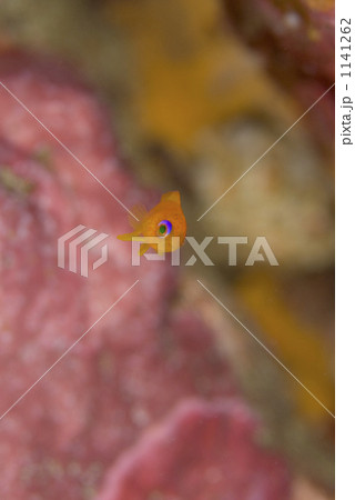キンギョハナダイ幼魚2 キンギョハナダイ幼魚2 1141262