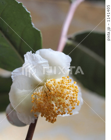 白い茶の花 1141405