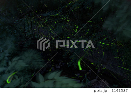 源氏蛍 1141587