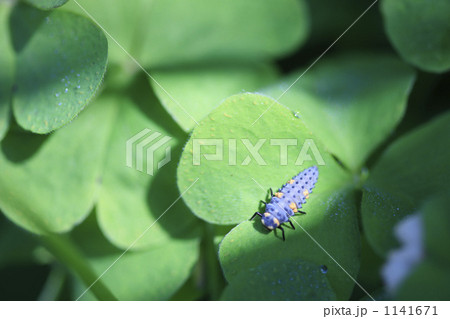 てんとう虫の幼虫 1141671