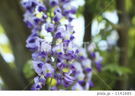 フジの花 1141685