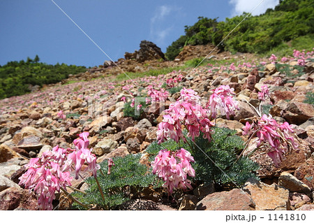 コマクサ コマクサ 1141810