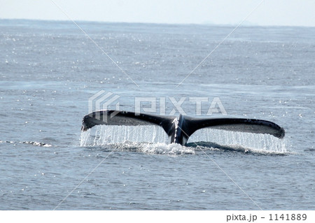 クジラ 1141889