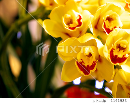 蘭の花 1141928