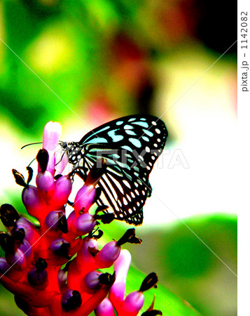 アゲハ蝶 1142082
