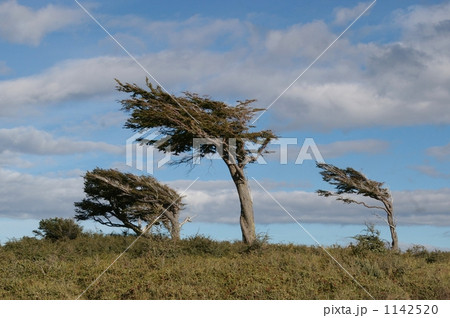 斜めの木 1142520