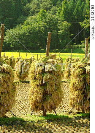 杭掛け 杭掛け 1142563