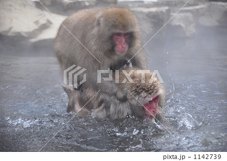 ニホンザル 露天風呂 ニホンザル 露天風呂 1142739