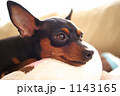 1143165