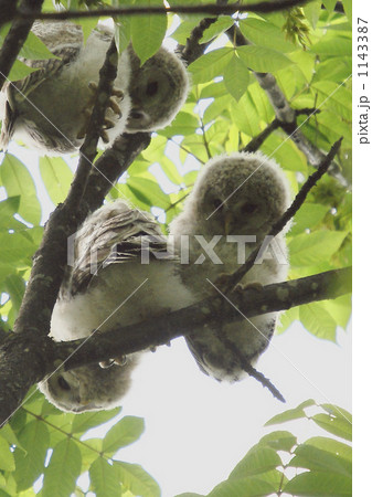 野幌森林公園の山中でのエゾフクロウ可愛い雛 野幌森林公園の山中でのエゾフクロウ可愛い雛 1143387