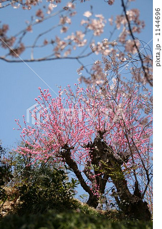 花桃 花桃 1144696