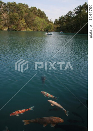 五色沼の錦鯉 五色沼の錦鯉 1144700