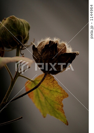 フヨウ フヨウ 1144964